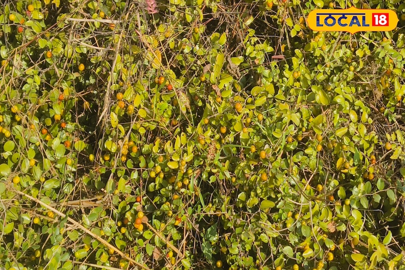 ছোট ছোট ঝোপঝাড়ের আকারে ওই বুনো কুলের গাছ গুলি হয়। গাছে অজস্র ক্ষুদ্র ক্ষুদ্র কাঁটা থাকে। যতকাঁটা তত কুলের ফলন হয়। ক্ষুদ্র প্রজাতির বুনো কুল ওই ঝোপঝাড় থেকে সংগ্রহ করা বেশ বিপদজনক বলে দাবি কুল বিক্রেতাদের। গাছ থেকে কুল সংগ্রহ করা মানে রক্তপাত হবেই। তবে পেটের তাগিদে গ্রামের বহু মহিলা সেই বুনো কুল সংগ্রহ করেন বলেই কুল প্রেমীরা এর স্বাদ পেয়ে থাকেন। 