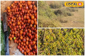 আপেল কুল বা চেরি কুল নয়, এই শীতে চেখে দেখুন এই বুনো কুল? বাজারে হুড়োহুড়ি চাহিদা আপেল কুল বা চেরি কুল নয়, এই শীতে চেখে দেখুন এই বুনো কুল? বাজারে হুড়োহুড়ি চাহিদা