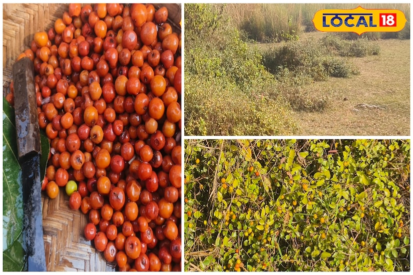 কুল তো অনেক খেয়েছেন,এই বিশেষ প্রজাতির কুল খেয়েছেন কখনও? না খেলেই মিস করবেন।বর্তমানে আমাদের দেশি কুলের পাশাপাশি বাজারে একাধিক হাইব্রিড প্রজাতির কুল চলে এসেছে। কিন্তু এই কুলের ধারেকাছেও ঘেঁষতে পারেনা ওই সমস্ত হাইব্রিড কুল। এই কুলের গাছ মূলত বনে বাদারে হয় তাই এই কুল বনকুল নামেই পরিচিত। এই বুনো কুলের স্বাদ যানেন কেবল কুল প্রেমী মানুষজন। (ছবি ও তথ্য : দীপিকা সরকার) কুল তো অনেক খেয়েছেন,এই বিশেষ প্রজাতির কুল খেয়েছেন কখনও? না খেলেই মিস করবেন।বর্তমানে আমাদের দেশি কুলের পাশাপাশি বাজারে একাধিক হাইব্রিড প্রজাতির কুল চলে এসেছে। কিন্তু এই কুলের ধারেকাছেও ঘেঁষতে পারেনা ওই সমস্ত হাইব্রিড কুল। এই কুলের গাছ মূলত বনে বাদারে হয় তাই এই কুল বনকুল নামেই পরিচিত। এই বুনো কুলের স্বাদ যানেন কেবল কুল প্রেমী মানুষজন। (ছবি ও তথ্য : দীপিকা সরকার)