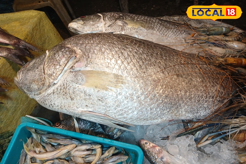 ক্রেতা বলেন, আমি সব ধরনের মাছ বিক্রি করি। পাবদা,চিংড়ি,ভেটকির চাহিদা অনেক বেশি। আর এত বড় ভেটকি দেখে তো অনেকেই আসছেন। এর আগেও এই রকমের বড় ভেটকি এসেছিল, তখনো বেশ ভালো সাড়া পেয়েছিলাম। তাই এবার এইবারও নিয়ে এসেছি।