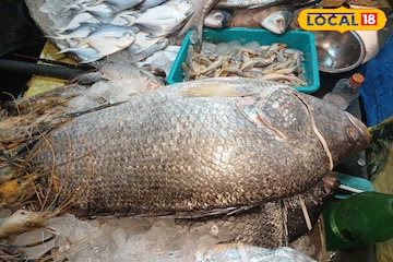 অবিশ্বাস্য! ১৩ কেজির মাছের দাম ৯০০০ টাকা! দেখতে দূরদূরান্ত থেকে ছুটে এল মানুষ