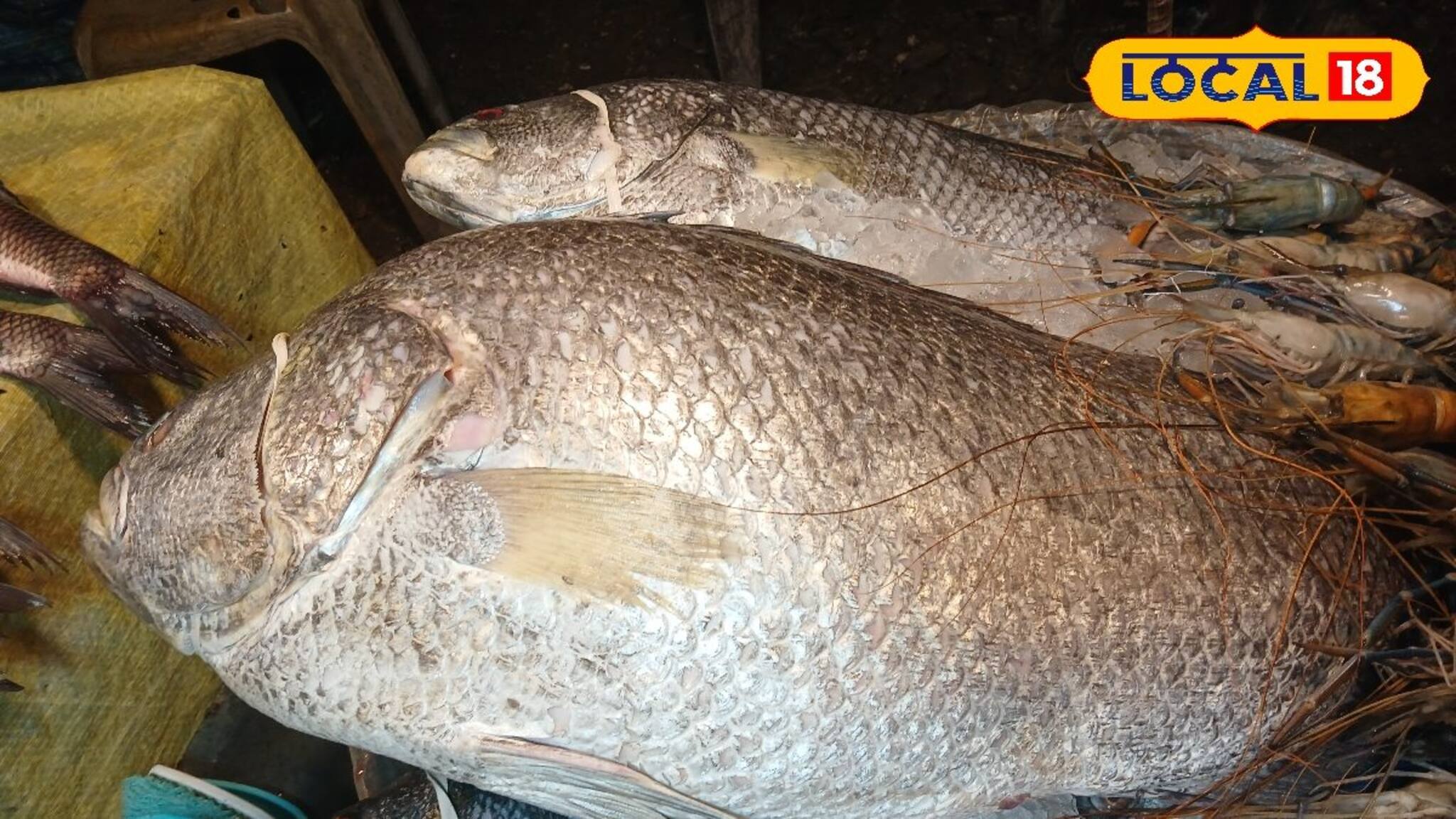 অবিশ্বাস্য! ১৩ কেজির মাছের দাম ৯০০০ টাকা! দেখতে দূরদূরান্ত থেকে ছুটে এল মানুষ