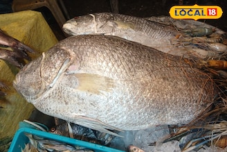 অবিশ্বাস্য! ১৩ কেজির মাছের দাম ৯০০০ টাকা! দেখতে দূরদূরান্ত থেকে ছুটে এল মানুষ