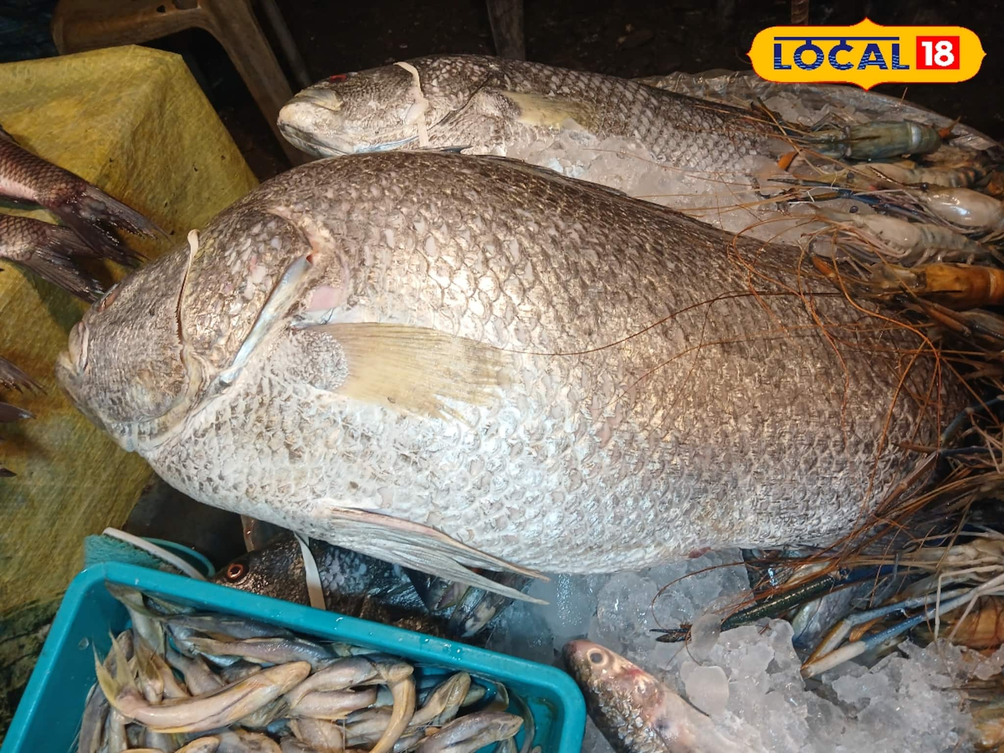 Bardhaman News: অবিশ্বাস্য! ১৩ কেজির মাছের দাম ৯০০০ টাকা! দেখতে দূরদূরান্ত থেকে ছুটে এল মানুষ