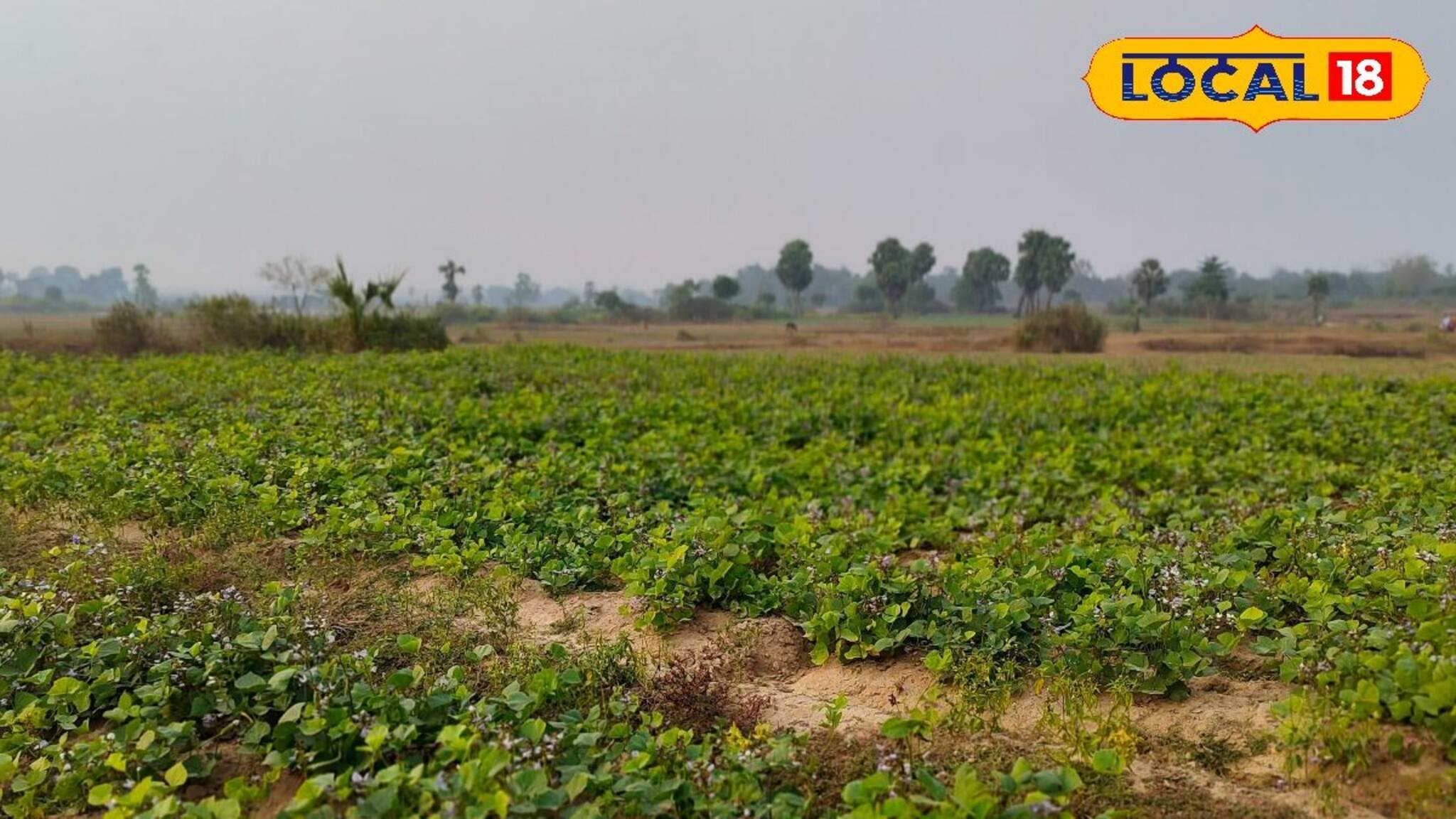 কয়েক মাসেই ঘরে উঠছে হাজার হাজার টাকা! 'এই' ফসল হাসি ফোটাচ্ছে জঙ্গলমহলের, জানুন