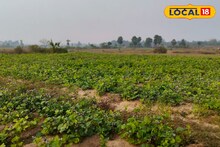 Money Making Tips: কয়েক মাসেই ঘরে উঠছে হাজার হাজার টাকা! 'এই' ফসল হাসি ফোটাচ্ছে জঙ্গলমহলের, জানুন