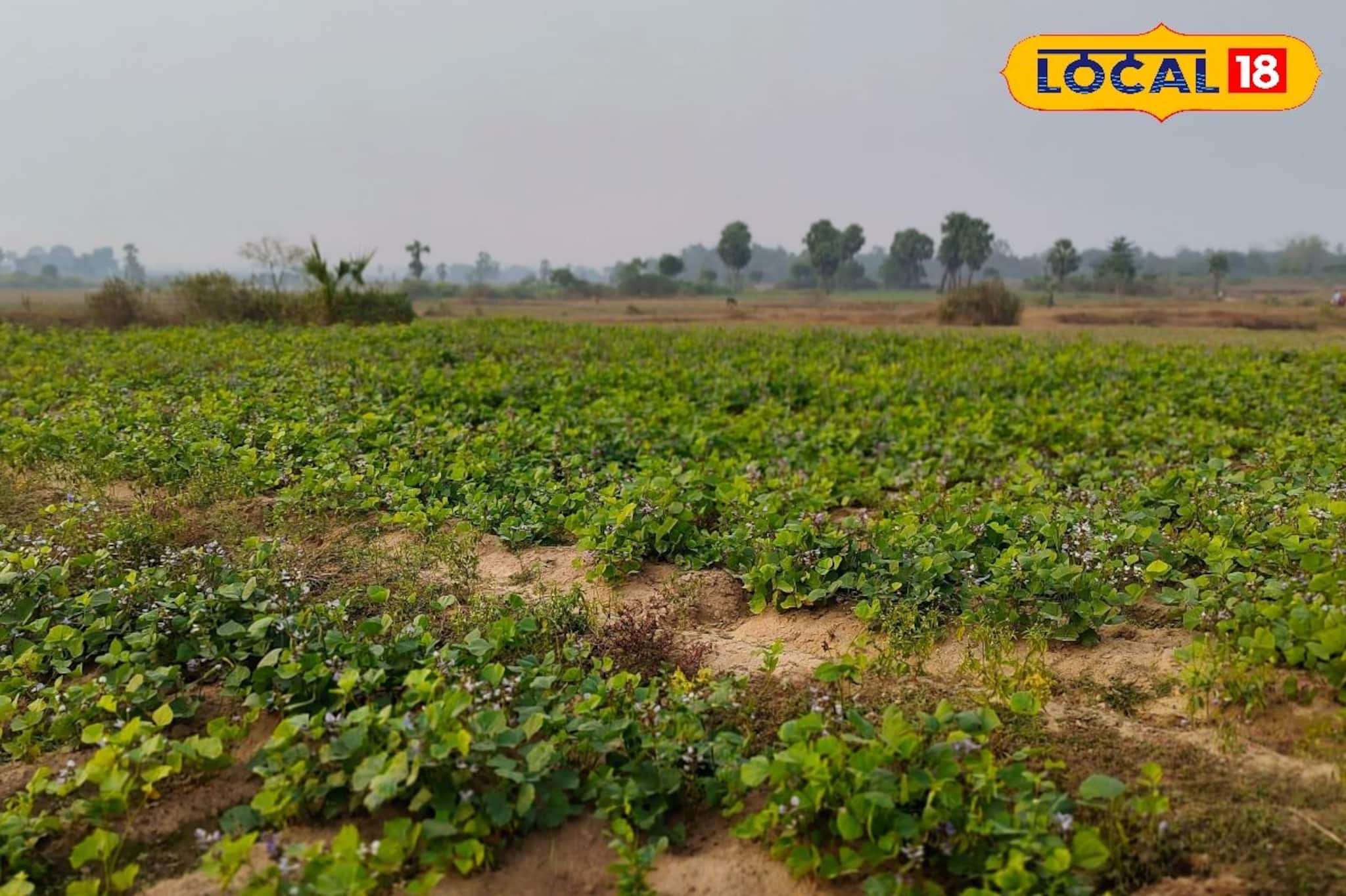 কয়েক মাসেই ঘরে উঠছে হাজার হাজার টাকা! 'এই' ফসল হাসি ফোটাচ্ছে জঙ্গলমহলের, জানুন