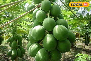 খরচ-পরিশ্রম দুটোই কম! পূর্বস্থলীর চাষিদের আয়ের নয়া দিশা দেখাচ্ছে এই চাষ