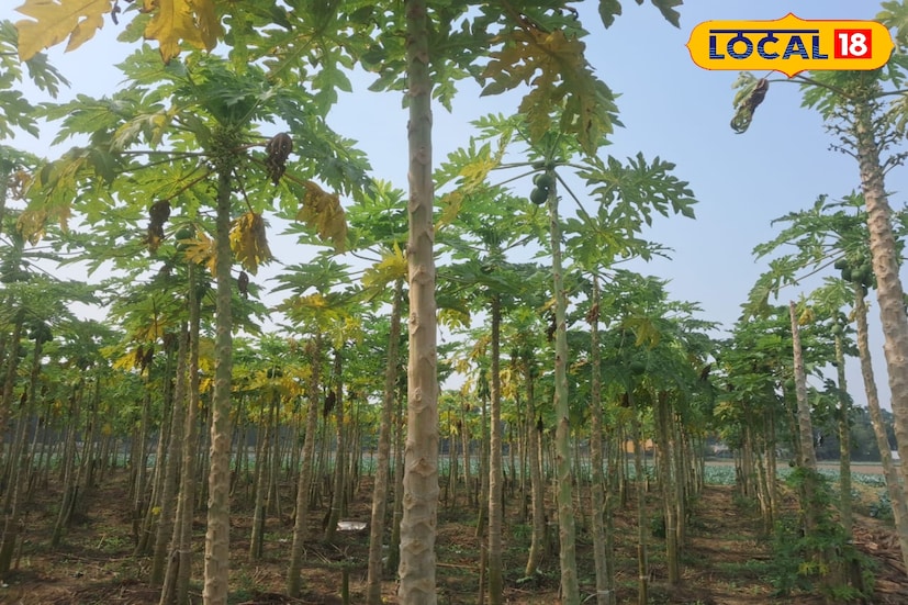 ধান চাষে বর্তমানে পোকার আক্রমণ, শ্রমিক সংকট-সহ নানা সমস্যায় উৎপাদন খরচ বেড়ে যাচ্ছে। তাই বহু চাষি এখন বিকল্প লাভজনক ফসলের দিকে ঝুঁকছেন। কেউ ফুল, কেউ সবজি, আবার অনেকেই এখন পেঁপেকে বেছে নিচ্ছেন, কারণ এতে দীর্ঘমেয়াদে আয়ের সম্ভাবনা অনেক বেশি।