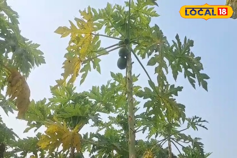 পেঁপে চাষি রনজিৎ দাস বলেন, “১ বিঘা জমিতে পেঁপে লাগালে সারা বছরই উপার্জন সম্ভব। গরমকালে দাম বেশি থাকে, শীতকালেও মোটামুটি আয় হয়। এই চাষ দীর্ঘদিন ধরে ফল দেয়, তাই সংসার চালানো সহজ হয়।” চাষিদের মতে, নিয়মিত জল, সামান্য সার ও আগাছা পরিষ্কার এই সামান্য পরিচর্যাই যথেষ্ট।