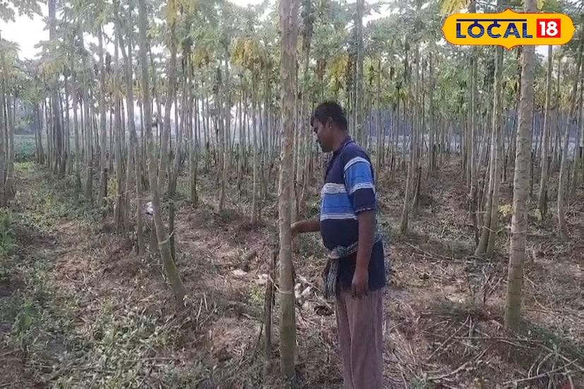 পূর্বস্থলী ২ ব্লকের বিশ্বরম্ভা এলাকার চাষি শিবু সাঁতরা জানান, “১ বিঘা জমিতে প্রথমে প্রায় ১৫ হাজার টাকা খরচ পড়ে। কিন্তু একবার ফল ধরলে সেই জমি থেকে ৬ কুইন্টাল পর্যন্ত পেঁপে পাওয়া যায়। লাভও বেশ ভাল হয়।” তার মতে, ধানের তুলনায় পেঁপে চাষ সহজ, ঝুঁকি কম এবং পরিচর্যাও তুলনামূলকভাবে স্বল্প।