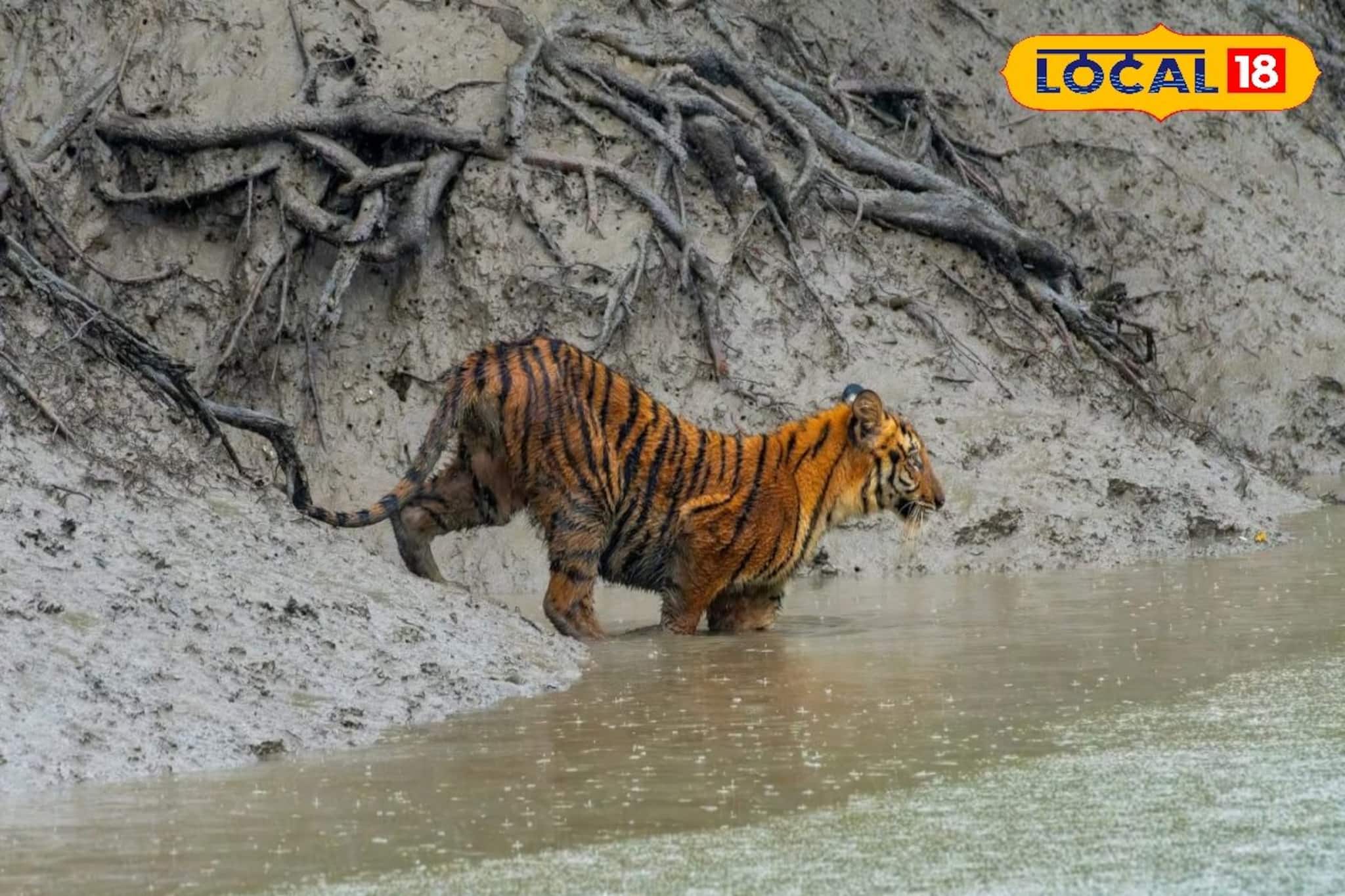 পাথরপ্রতিমায় কমল আতঙ্ক, বাঘ ফিরে গিয়েছে ধনচির জঙ্গলে, জানাল বন দফতর, হাঁফ ছেড়ে বাঁচলেন স্থানীয়রা 