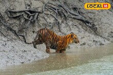 পাথরপ্রতিমায় কমল আতঙ্ক, বাঘ ফিরে গিয়েছে ধনচির জঙ্গলে, জানাল বন দফতর, হাঁফ ছেড়ে বাঁচলেন স্থানীয়রা