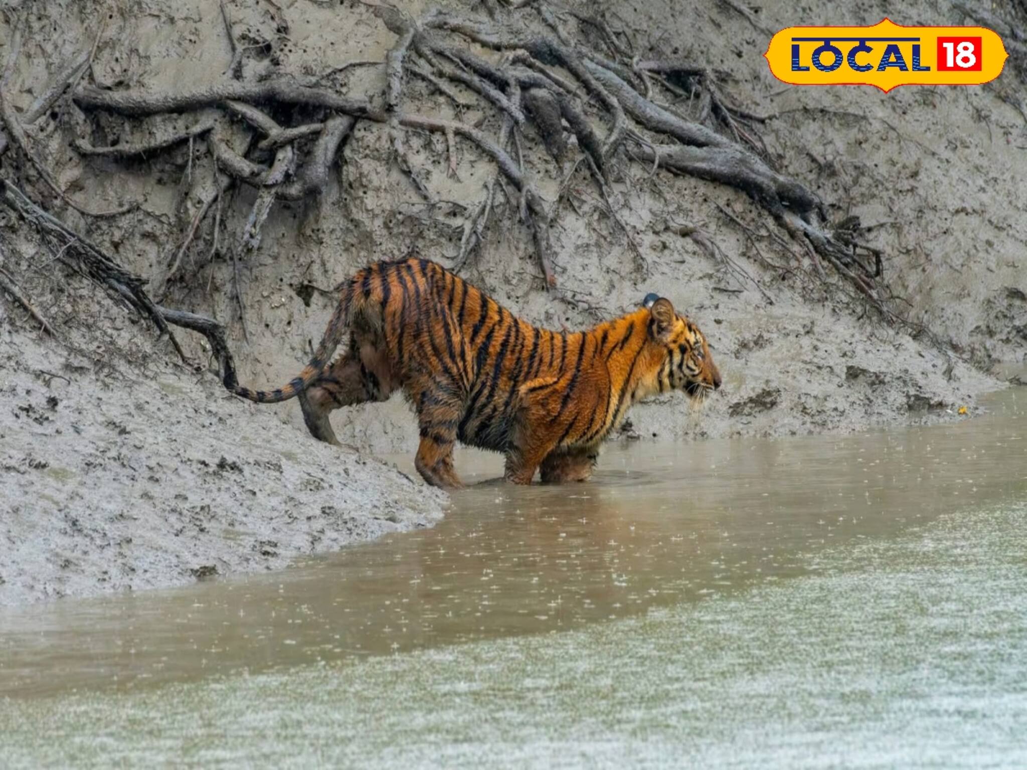বাঘ ফিরে গিয়েছে ধনচির জঙ্গলে, পাথরপ্রতিমায় কমল আতঙ্ক, হাঁফ ছেড়ে বাঁচলেন স্থানীয়রা 