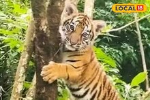 Sikkim Royal Bengal Tiger: সিকিমে মিলল রয়্যাল বেঙ্গল টাইগার! গাছের মধ্যে ঝুলে রয়েছে শাবক, সতর্কতা জারি বন দফতরের