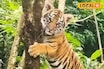 সিকিমে মিলল রয়্যাল বেঙ্গল টাইগার! গাছের মধ্যে ঝুলে রয়েছে শাবক, সতর্কতা জারি বন দফতরের
