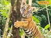 সিকিমে মিলল রয়্যাল বেঙ্গল টাইগার! গাছের মধ্যে ঝুলে রয়েছে শাবক, সতর্কতা জারি বন দফতরের