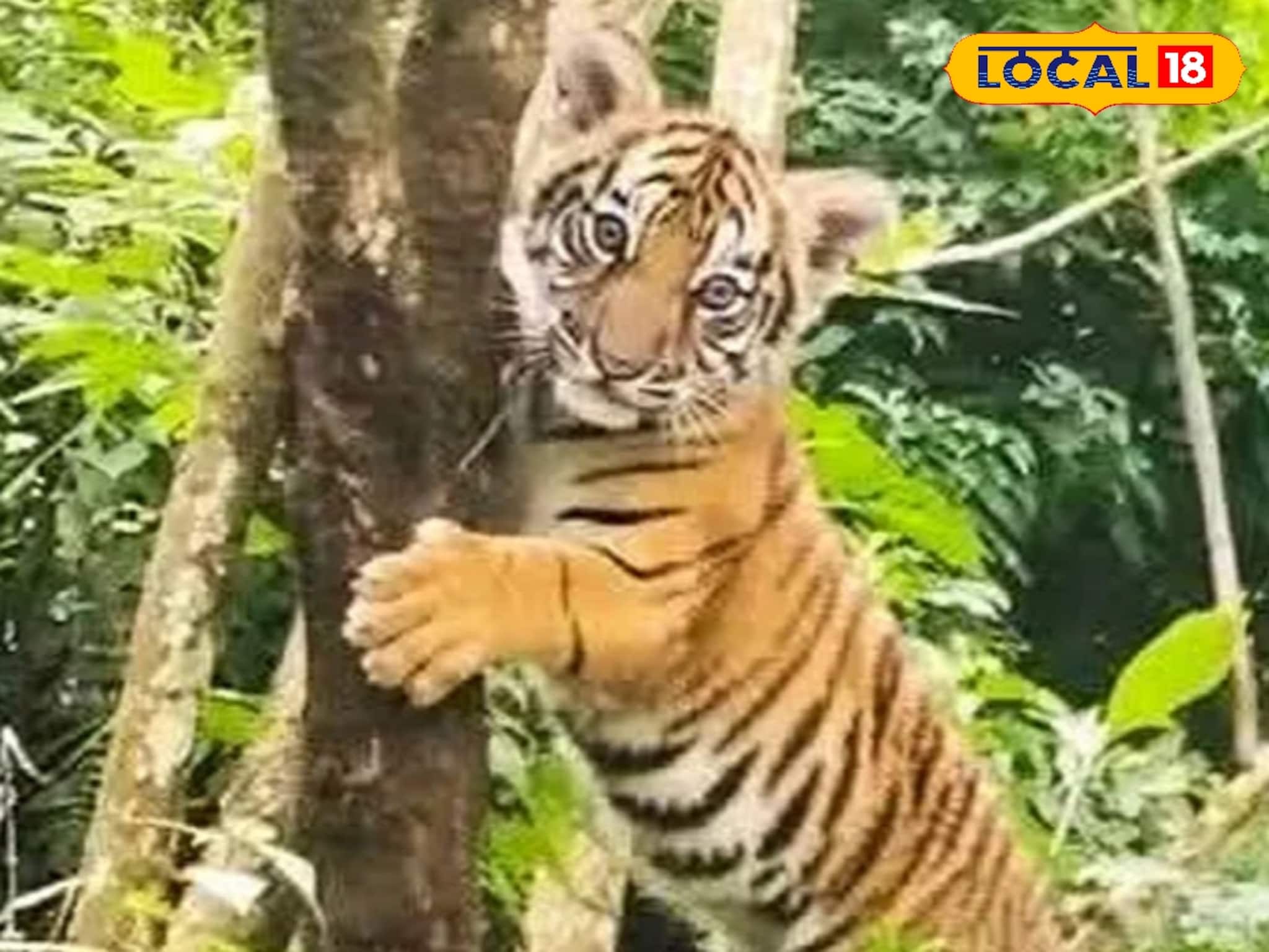 Sikkim Royal Bengal Tiger: সিকিমে মিলল রয়্যাল বেঙ্গল টাইগার! গাছের মধ্যে ঝুলে রয়েছে শাবক, সতর্কতা জারি বন দফতরের