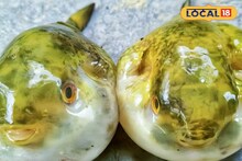 Durgapur News: অদ্ভুত দর্শন এই মাছের অবাক করা কাণ্ডকারখানা! দুর্গাপুর ব্যারেজে গেলেই মিলবে দেখা