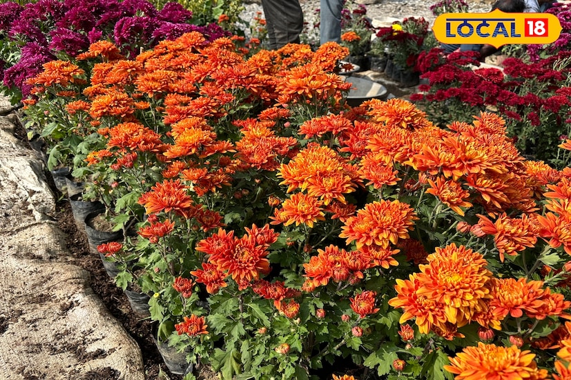 গ্রামের বহু যুবক ভোর হতেই ফুলের চারা নিয়ে ট্রেনে চেপে পাড়ি দিচ্ছেন ভিনরাজ্যে। সেখানে হাটে-ঘাটে, শহরের মোড়ে কিংবা পাইকারদের কাছে চারা বিক্রি করে ভালই আয় করছেন তাঁরা। ফুলচারা বিক্রি আজ গ্রামীণ যুবকদের কাছে নতুন কর্মসংস্থানের পথ খুলে দিয়েছে।