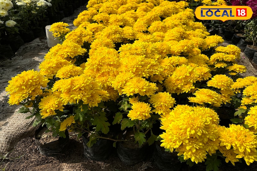 পূর্ব বর্ধমানের ফুলচাষ যেন আরও সবুজের বার্তা পৌঁছে দিচ্ছে রাজ্যের বাইরেও। পূর্বস্থলীর নার্সারিগুলির ফুলের চারা লরি করে পাঠানো হচ্ছে আসাম, বিহার, ঝাড়খণ্ড সহ একাধিক রাজ্যে। কয়েকটি নার্সারিতে তো প্রতিদিনই বড় ট্রাকে লোড হয় বিপুল পরিমাণ চারা।