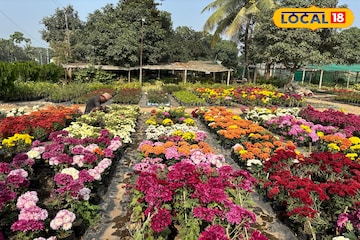 সামান্য বিনিয়োগে অঢেল আয়, কৃষকদের ভাগ্য বদলের কারিগর ফুলের চারা সামান্য বিনিয়োগে অঢেল আয়, কৃষকদের ভাগ্য বদলের কারিগর ফুলের চারা