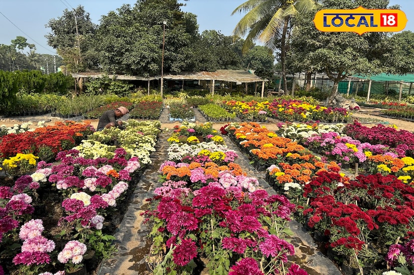 শীতের মরশুম শুরু হতেই পূর্বস্থলীর নার্সারিগুলিতে মরশুমি ফুলের চারার বিক্রি হু-হু করে বাড়ছে। প্রতিদিন ভোর থেকে রাত পর্যন্ত ক্রেতাদের ভিড়ে জমজমাট হয়ে উঠছে গোটা এলাকা। শীতের শুরুতেই ফুলের চাহিদা বাড়ায় নার্সারি মালিকদের মুখে ঝরছে তৃপ্তির হাসি। (তথ্য ও ছবি: বনোয়ারীলাল চৌধুরী) শীতের মরশুম শুরু হতেই পূর্বস্থলীর নার্সারিগুলিতে মরশুমি ফুলের চারার বিক্রি হু-হু করে বাড়ছে। প্রতিদিন ভোর থেকে রাত পর্যন্ত ক্রেতাদের ভিড়ে জমজমাট হয়ে উঠছে গোটা এলাকা। শীতের শুরুতেই ফুলের চাহিদা বাড়ায় নার্সারি মালিকদের মুখে ঝরছে তৃপ্তির হাসি। (তথ্য ও ছবি: বনোয়ারীলাল চৌধুরী)