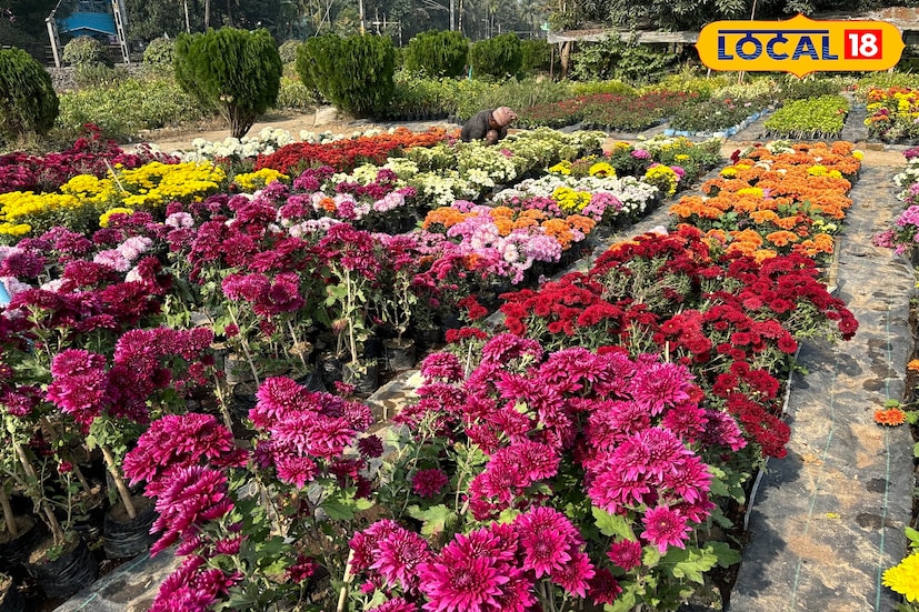 পূর্বস্থলীর বহু কৃষক এখন বিকল্প চাষ হিসেবে ফুলচাষকে বেছে নিয়েছেন। তুলনামূলকভাবে কম খরচে বেশি লাভ হওয়ায় অনেকেই ধান, আলু বা সবজি চাষের পাশাপাশি ফুলচাষ শুরু করেছেন। চারা বিক্রি করে তাঁদের পরিবারেও এসেছে আর্থিক স্বস্তি। (তথ্য ও ছবি: বনোয়ারীলাল চৌধুরী)