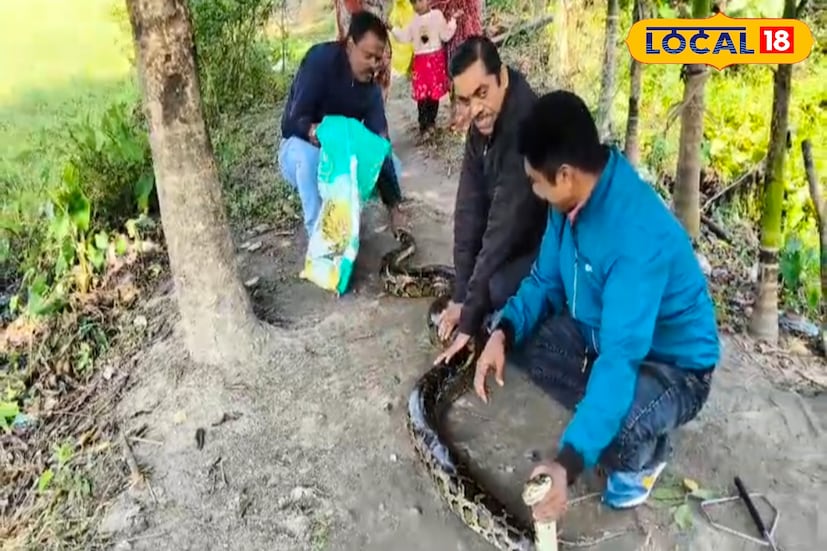 তিস্তা নদী সংলগ্ন পাহাড়পুরের ডাম্পিং গ্রাউন্ড যেন রাতারাতি অজগরের নতুন আড্ডাস্থল হয়ে উঠেছে। মাত্র এক মাসে একই এলাকা থেকে উদ্ধার হল ৪টি বিশাল আকারের অজগর। গতকাল একটি মৃত অজগর উদ্ধারের পর শনিবার সকালেই ফের মিলল দু’টি জীবিত বিশালাকৃতি সাপ। একটি প্রায় ১২ ফুট লম্বা। ঘটনায় আতঙ্কে দিশেহারা এলাকার বাসিন্দারা। 