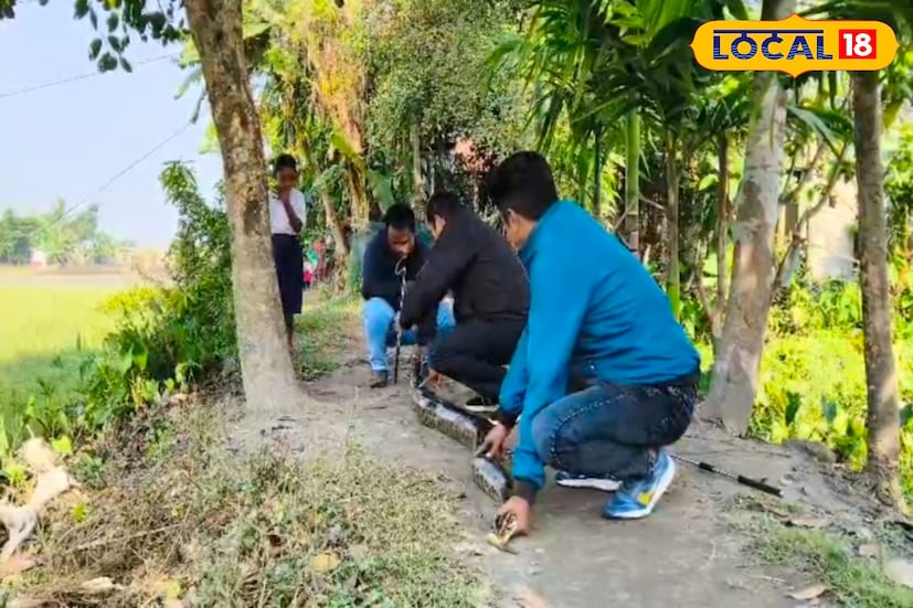 স্থানীয় পরিবেশপ্রেমী স্বেচ্ছাসেবী সংস্থার সদস্যরা সাপদুটিকে উদ্ধার করেন। সংস্থার সাধারণ সম্পাদক অঙ্কুর দাস জানান, বিগত অক্টোবরের ভয়াবহ বন্যার পর থেকেই তিস্তা সংলগ্ন বিস্তীর্ণ এলাকায় অজগরের আনাগোনা বেড়েছে। জলের স্রোতে ভেসে বা তীরবর্তী স্রোত বদলের ফলে এসব সরীসৃপ মানুষের বসতি এলাকায় চলে আসছে বলেই প্রাথমিক অনুমান। 