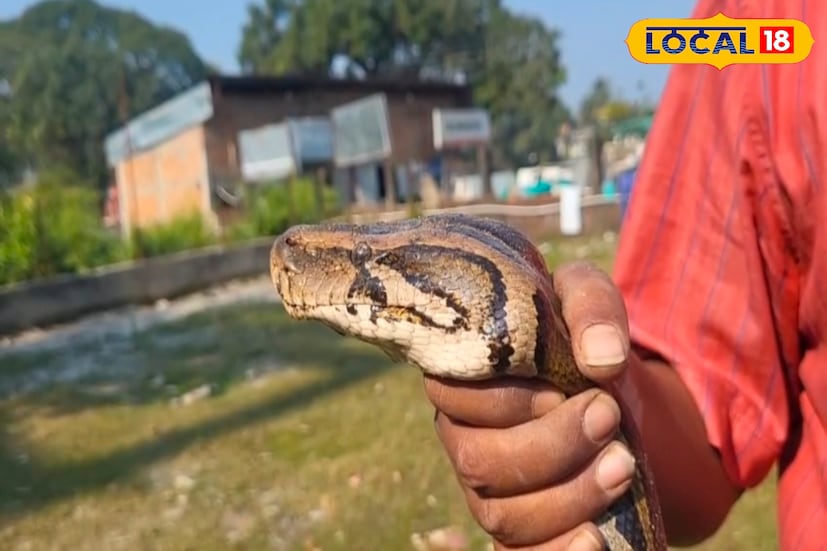 উদ্ধার হওয়া দুটি অজগরকে বন দফতরের হাতে তুলে দেওয়া হবে। প্রাথমিক স্বাস্থ্য পরীক্ষার পর তাদের গভীর জঙ্গলে ছেড়ে দেওয়া হবে বলেই জানা গিয়েছে। অজগরের টানা উদ্ধারকে কেন্দ্র করে পাহাড়পুরে একদিকে আতঙ্ক বাড়লেও, অন্যদিকে পরিবেশপ্রেমীদের উদ্যোগে স্বস্তি ফিরছে বলে মত স্থানীয়দের। তবে প্রশ্ন রয়ে গেল এলাকায় অজগরের এই বাড়তি আনাগোনার শেষ কোথায়। (ছবি ও তথ্য - সুরজিৎ দে)