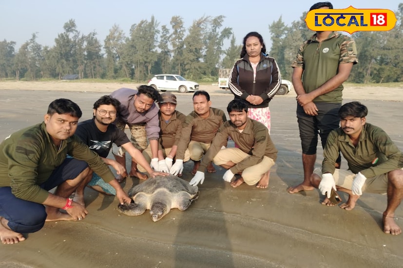 বন বিভাগের কর্মীরা কচ্ছপ টিকে তার স্বাভাবিক আবাসস্থলে মুক্ত করার উদ্দেশ্যে রওনা দেন পূর্ব মেদিনীপুরের দীঘা সংলগ্ন বঙ্গোপসাগরে। গভীর সমুদ্রে অলিভ রিডলে কচ্ছপ টিকে মুক্ত করে দেওয়া হয়।