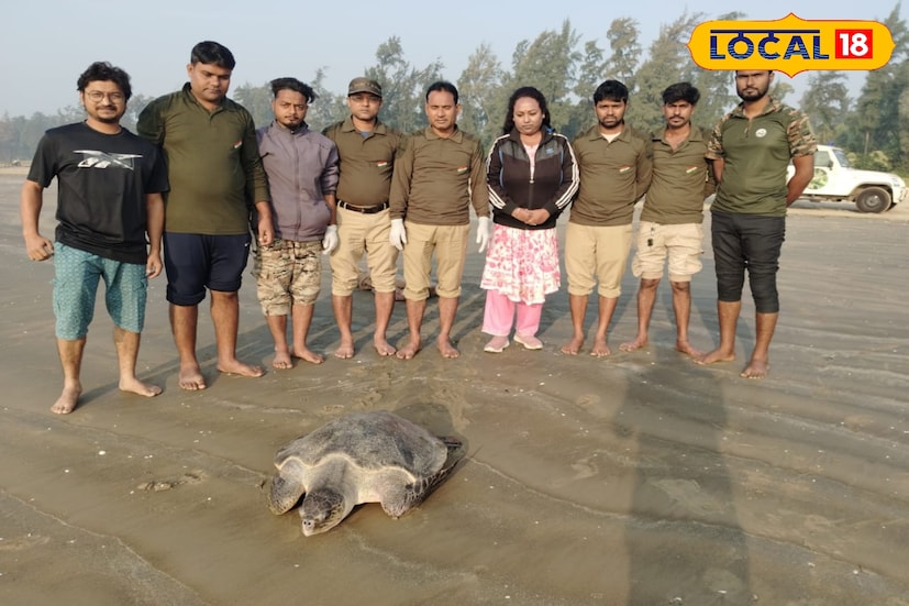 এত বড়ো কচ্ছপ দেখতে রীতিমতো ভিড় জমে যায়। খবর যায় শ্যামপুর থানায়। শ্যামপুর থানার পুলিশ খবর দেয় হাওড়া বন বিভাগে। কিছুক্ষণের মধ্যে বন কর্মীরা এসে বিশালাকার কচ্ছপ টিকে উদ্ধার করে গড়চুমুক চিড়িয়াখানায় নিয়ে যান। চিকিৎসকরা পর্যবেক্ষণ করে দেখেন কচ্ছপ টি সুস্থ। 