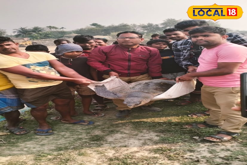 সমুদ্র থেকে নদীতে চলে এসেছিল বিশালাকার অলিভ রিডলে কচ্ছপটি। বন বিভাগের হাওড়া ডিভিশনের তৎপরতায় অলিভ রিডলে কচ্ছপ টিকে ফিরিয়ে দেওয়া হল গভীর সমুদ্রে। 