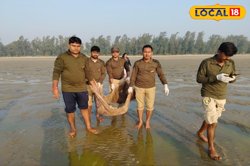 হাওড়া জেলার শ্যামপুর থানার অন্তর্গত নাউল ও চাউলিয়া গ্রাম সংলগ্ন রূপনারায়ণ নদীতে রোজকার মত জাল দিয়ে মাছ ধরছিলেন জেলেরা। তাদের জালে আটকে পড়ে প্রায় ৪০ কেজি ওজনের অলিভ রিডলে কচ্ছপ। 