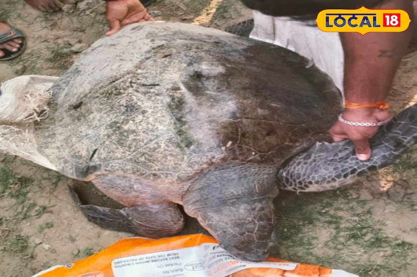 পথ ভুলে অন্য পথে প্রায় ৪০ কেজি ওজনের বিশাল আকৃতির কচ্ছপ, খবর পৌঁছল পুলিশে। পুলিশের সহযোগিতায় ঘরে ফিরল দৈত্যকার অলিভ রিডলে সামুদ্রিক কচ্ছপটি। পথ ভুলে সমুদ্র থেকে নদীতে বিশাল আকার প্রায় ৪০ কেজি ওজনের অলিভ রিডলে কচ্ছপ। ছবি ও তথ্য: রাকেশ 