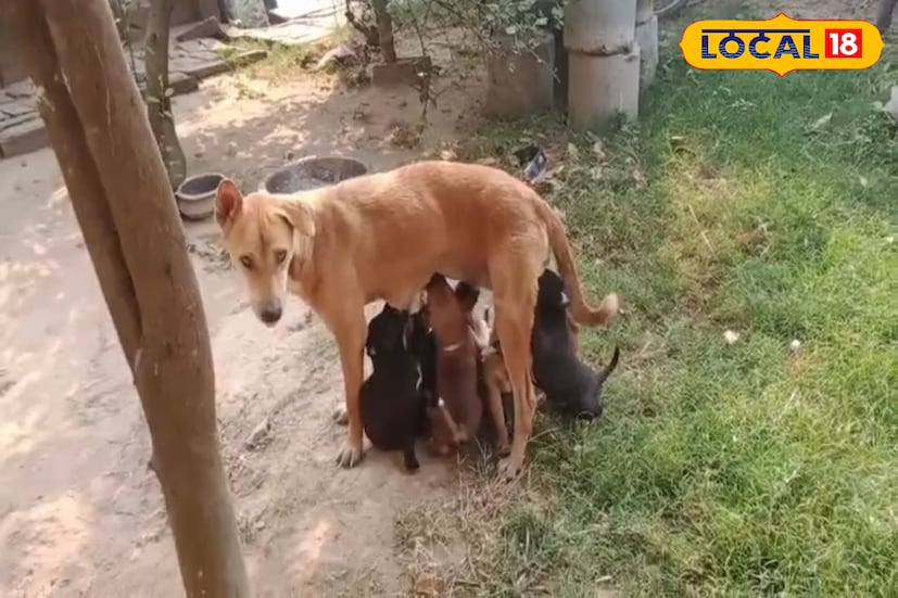 বিষয়টি নজরে আসে পূর্ব বর্ধমান জেলা পরিষদের সভাধিপতি শ্যামাপ্রসন্ন লোহারের। তিনি তাঁর সিকিউরিটিদের দিয়ে কুকুরটির মুখ থেকে কৌটো বের করার চেষ্টা করেন কিন্তু না পেরে অবশেষে তিনি খবর দেন ভাতারের মুরাতিপুরের বাসিন্দা আমির শেখকে।