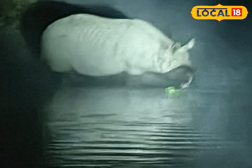 বন দফতরের কর্মীরা জানিয়েছেন, চকলেট বোম ফাটিয়ে জঙ্গলের মধ্যে পাঠানো হয়েছে। তবে জল খেতেই নদীতে এসেছিলেন এই গন্ডার । ছবি ও তথ্যঃ কৌশিক অধিকারী। 