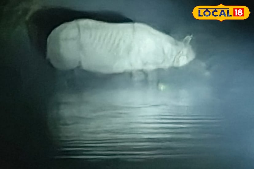 বিট অফিসার জানিয়েছেন, “মুর্তি নদীর মধ্যে থেকে নদী পেরিয়ে গরুমারা জঙ্গলে প্রবেশ করেছে। বর্তমানে সে নিরাপদ স্থানে রয়েছে। বনকর্মীরা বিষয়টির উপর কড়া নজর রাখছেন।” মধ্যে রাত পর্যন্ত তাকে নিরাপদ স্থানে সরানো হয়েছে। ছবি ও তথ্যঃ কৌশিক অধিকারী। 