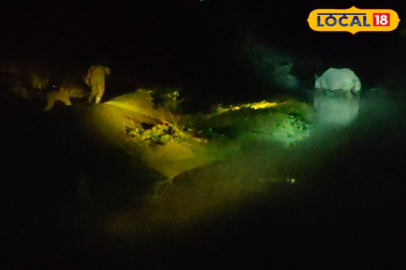 রাতে গন্ডারের দেখা যেতেই সেখানে পর্যটকরাও যেতে শুরু করেছেন। কিন্তু এখনও বন দফতরের মাথা ব্যাথার কারণ 'ঘরছাড়া' গণ্ডাররা। গণ্ডারকে ইতিমধ্যে উদ্ধার করেছে জলদাপাড়া জাতীয় উদ্যান কর্তৃপক্ষ। তবে মধ্যে রাত পর্যন্ত অভিযান করে একটি গণ্ডারকে জঙ্গলে ফেরাল বন দফতর।