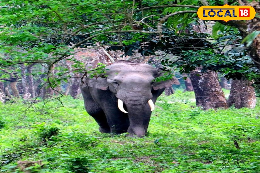 বন দফতর ইতিমধ্যে পরিস্থিতি খতিয়ে দেখছে। গরুমারার 'প্রাণ' প্রকৃতি রক্ষার লড়াই নতুন নয়। তবে জঙ্গলের হাতির পেটে প্লাস্টিক মিলতে শুরু করলে সতর্কবার্তা আরও জোরালো হয়ে ওঠে। এখন দেখার, প্রশাসন কত দ্রুত কঠোর পদক্ষেপ নেয় এবং পর্যটন অঞ্চলে আবার স্বস্তির নিশ্বাস ফেরায়! (ছবি ও তথ্যঃ সুরজিৎ দে)