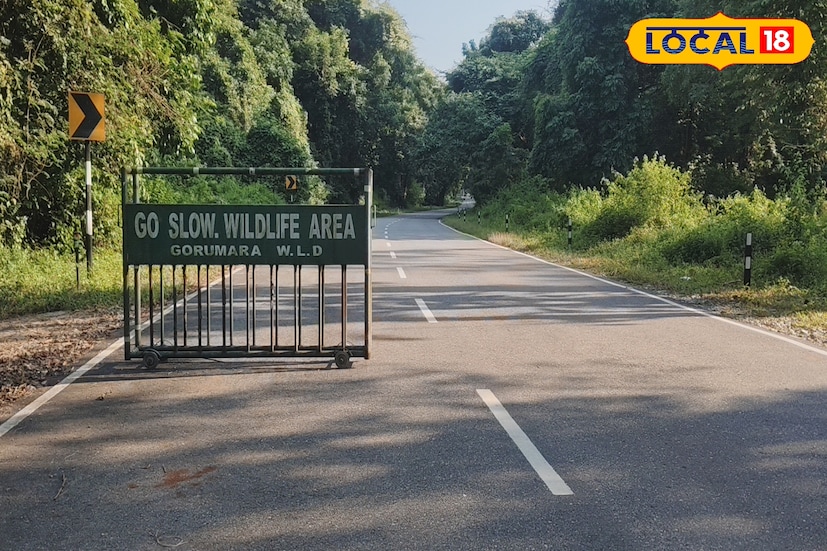 স্থানীয় বাসিন্দাদের অভিযোগ, বেশ কিছু হোটেল ও রিসর্ট নিয়ম মেনে বর্জ্য নিষ্পত্তি করে না। রাতে কিংবা পর্যটকদের ভিড় বেশি থাকলে সুযোগ বুঝে জঙ্গলের সীমানায় ফেলে দেওয়া হয় খাবারের উচ্ছিষ্ট, প্লাস্টিক, বোতল সহ অন্যান্য ময়লা। আর সেখানেই খাবারের আশায় জড়ো হয় বিভিন্ন বন্যপ্রাণী, বিশেষত হাতি।