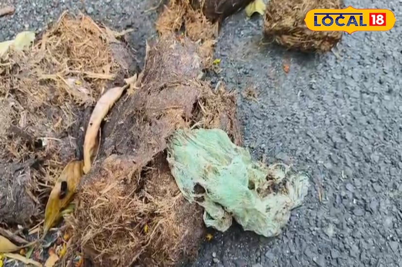 হাতির মলে গুচ্ছ গুচ্ছ প্লাস্টিক! গরুমারা জঙ্গলের সবুজ নিস্তব্ধতা ভেঙে দিয়েছে এক অস্বস্তিকর সত্য। জঙ্গলের পাশের বিভিন্ন হোটেল ও রিসর্টের বেআইনি বর্জ্য ফেলার অভিযোগে তীব্র ক্ষোভ দেখা দিয়েছে স্থানীয়দের মধ্যে। বনাঞ্চলের আশেপাশে জমে থাকা আবর্জনার স্তূপে খাবারের সন্ধানে ঢুকে পড়ছে হাতির দল। সেখান থেকেই হচ্ছে এই বিপদ। (ছবি ও তথ্যঃ সুরজিৎ দে)