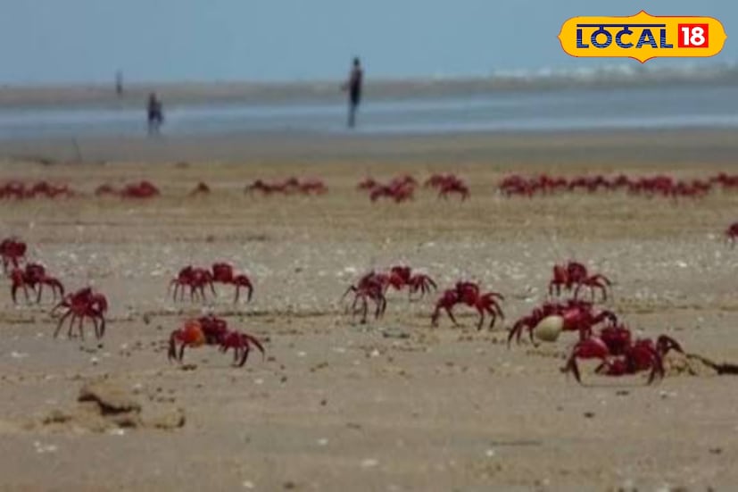 শঙ্করপুরে অনেক হোটেল, ট্যুরিস্ট লজ এবং রিসর্ট রয়েছে। বেনফিশের অধীনে গেস্ট হাউস এবং ফিশারি বিভাগের আবাসনও পাওয়া যায়। যারা ভিড় এড়িয়ে প্রকৃতির কাছাকাছি শান্তিতে ছুটি কাটাতে চান। পরিবার এবং প্রকৃতিপ্রেমীদের জন্য একটি আদর্শ গন্তব্য। শংকরপুর মূলত শান্ত সৈকত এবং প্রাকৃতিক সৌন্দর্যের জন্য পরিচিত, যা দিঘার মত জমজমাট জায়গার বিকল্প হিসেবে পর্যটকদের কাছে জনপ্রিয়তা লাভ করেছে। চলতি শীতে চুটিয়ে প্রাকৃতিক সৌন্দর্য গায়ে মাখতে চলে আসুন শংকরপুর। (ছবি ও তথ্য: সৈকত শী) 