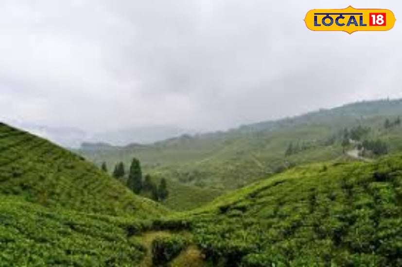 দার্জিলিং শহরের চৌরাস্তা থেকে ‘মেলো টি ফেস্টিভ্যাল’-এর ব্যানারে জিটিএ পর্যটন বিভাগের উদ্যোগে শুরু হয়েছে ডি-হাইক, যার প্রথম পদযাত্রায় প্রায় ২৫০ জন পর্বতারোহী রওনা হয়েছেন রাগেরুং চা বাগানের উদ্দেশে। চৌরাস্তা থেকে রাগেরুং পর্যন্ত মোট ১২ কিলোমিটার পথ এখন নিয়মিতভাবে পর্যটকদের জন্য উন্মুক্ত। পথটি আগের মতোই মনোরম—মেঘে ঢাকা পাহাড়, কাঞ্চনজঙ্ঘার আভা, আর চা-বাগানের সবুজ গালিচা যেন হাঁটাপথকে আরও মায়াময় করে তোলে।