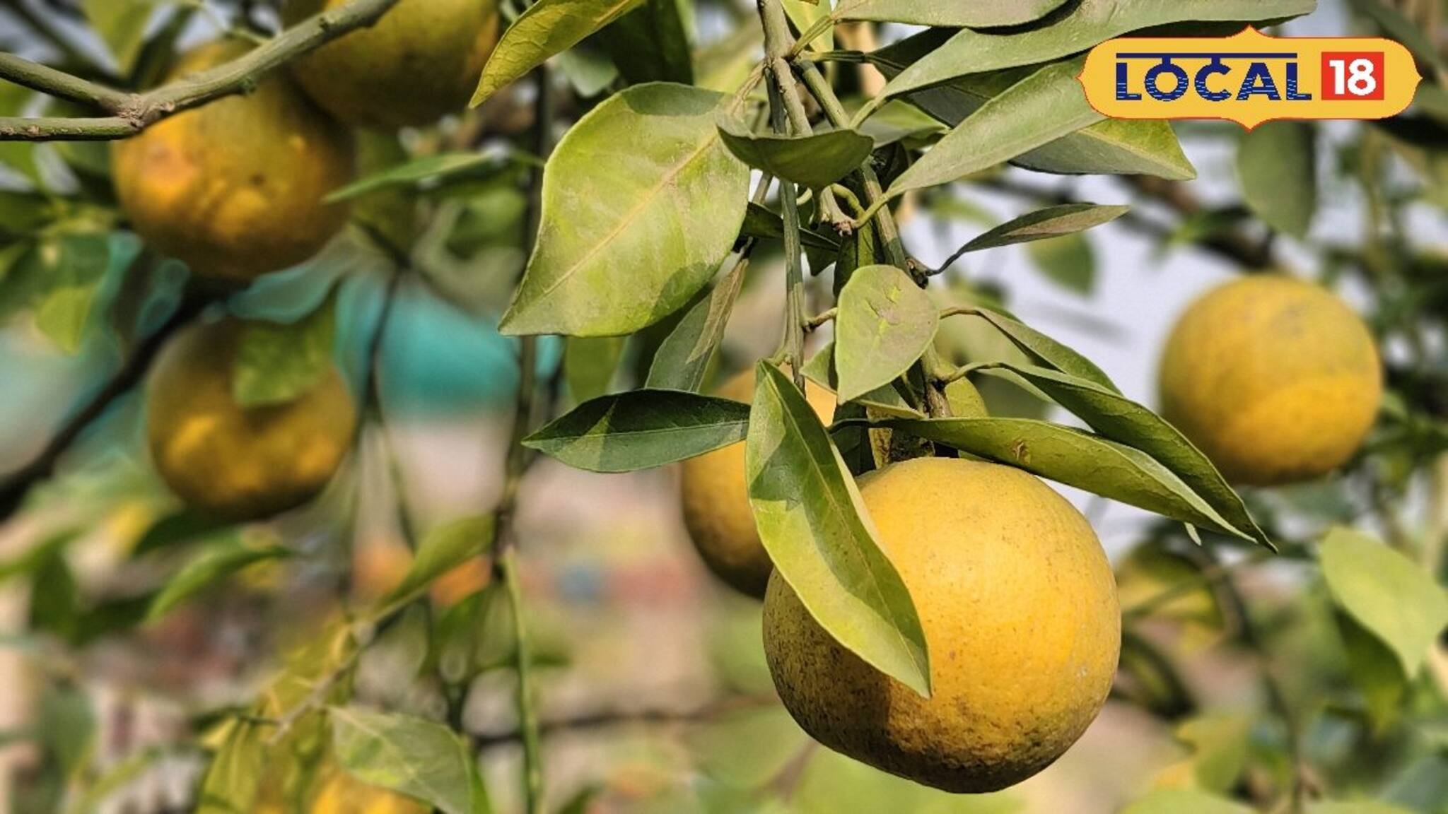 মুর্শিদাবাদে শুধু আম, লিচু নয়, এবার চাষ হচ্ছে ভুটানের কমলালেবু