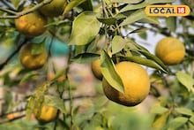 Murshidabad News: মুর্শিদাবাদে শুধু আম, লিচু নয়, এবার চাষ হচ্ছে ভুটানের কমলালেবু