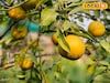 মুর্শিদাবাদে শুধু আম, লিচু নয়, এবার চাষ হচ্ছে ভুটানের কমলালেবু