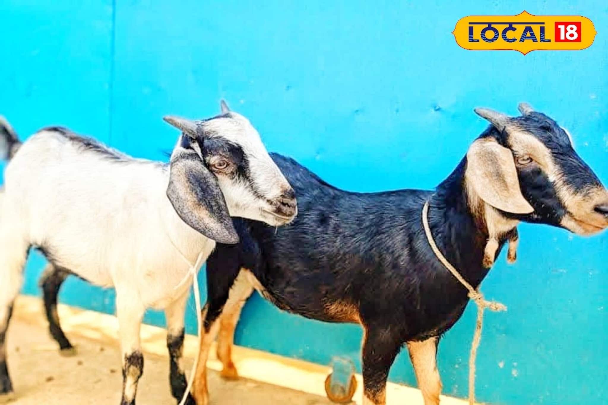 জয়ী দল পেল ১৮ কেজি খাসি! নগদ টাকা, শিল্ড, ট্রফি নয়! গ্রামের খেলার এমন পুরষ্কার! জয়ী দল পেল ১৮ কেজি খাসি! নগদ টাকা, শিল্ড, ট্রফি নয়! গ্রামের খেলার এমন পুরষ্কার!