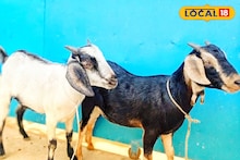 Sports : জয়ী দল পেল ১৮ কেজি খাসি! নগদ টাকা, শিল্ড, ট্রফি নয়! গ্রামের খেলার এমন পুরষ্কার সম্পর্কে অনেকেই জানেন না